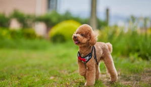 泰迪串串毛以后会卷吗（泰迪串土狗会有影响么）