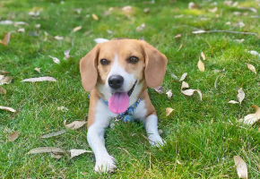 比格犬养宠指南（新手养比格犬注意事项）