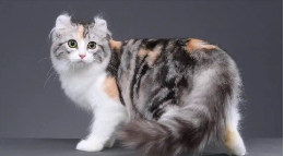 美国卷耳猫有基因病吗?（美国卷耳猫是大型猫吗）
