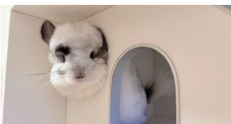 龙猫好养吗臭不臭（龙猫好养吗臭不臭呀）