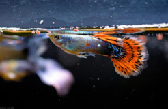 热带鱼观赏鱼排名前十名（热带鱼十大观赏鱼）