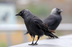 家养鸟的品种大全黑色的（黑色的小鸟品种）