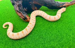 宠物蛇种类大全（宠物蛇种类大全无毒）