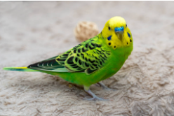 养鸟新手适合养什么鸟（养鸟新手适合养什么鸟便宜又好养）