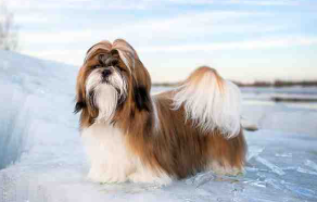 宠物犬种类大全（宠物犬品种介绍）