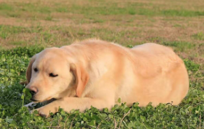 拉布拉多狗狗（拉布拉多狗狗名字）