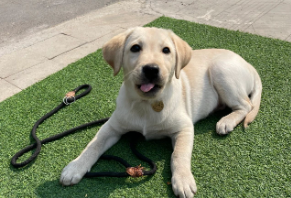 拉布拉多战斗力有多强（拉布拉多几岁最聪明）