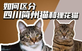 四川简州猫和狸花猫的区别（四川简州猫 狸花猫）