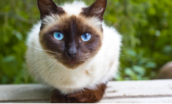 世界上最小的猫是什么品种（世界上最小的猫是什么猫多少钱）