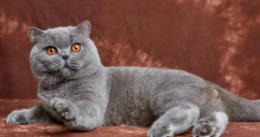 猫咪品种大全介绍（猫咪品种大全介绍知乎）