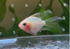 鱼白点病最简单治疗加盐（鱼出现白点病最简单的治疗）