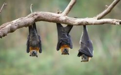 蝙蝠是唯一能飞的哺乳动物（蝙蝠是唯一能飞的哺乳动物嘛）