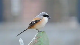 伯劳鸟品种大全（伯劳鸟品种大全介绍）