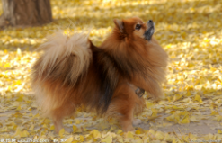 宠物狗的种类有哪些（宠物狗的种类有哪些品种）