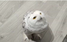 宠物猫头鹰多少元钱一只（猫头鹰的价钱一般多少）