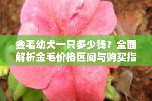 金毛幼犬一只多少钱？全面解析金毛价格区间与购买指南