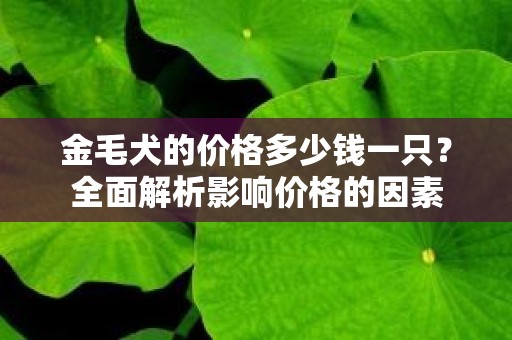 金毛犬的价格多少钱一只？全面解析影响价格的因素