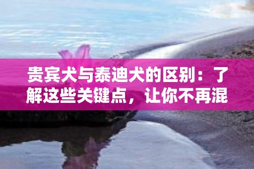 贵宾犬与泰迪犬的区别：了解这些关键点，让你不再混淆