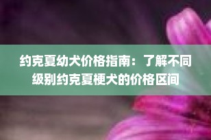 约克夏幼犬价格指南：了解不同级别约克夏梗犬的价格区间