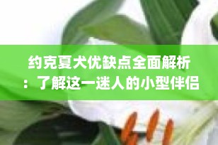 约克夏犬优缺点全面解析：了解这一迷人的小型伴侣犬
