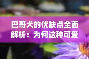 巴哥犬的优缺点全面解析：为何这种可爱的宠物犬备受喜爱