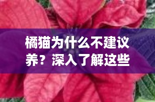 橘猫为什么不建议养？深入了解这些原因前请三思