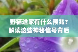野猫进家有什么预兆？解读这些神秘信号背后的真相