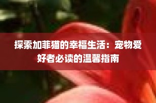 探索加菲猫的幸福生活：宠物爱好者必读的温馨指南