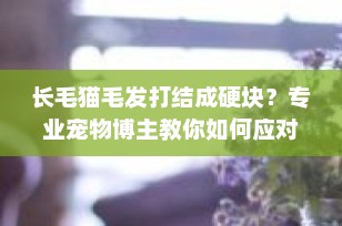 长毛猫毛发打结成硬块？专业宠物博主教你如何应对！