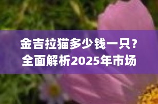 金吉拉猫多少钱一只？全面解析2025年市场行情
