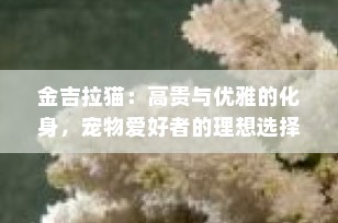 金吉拉猫：高贵与优雅的化身，宠物爱好者的理想选择