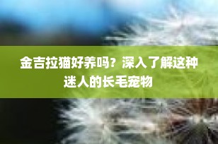 金吉拉猫好养吗？深入了解这种迷人的长毛宠物