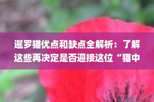 暹罗猫优点和缺点全解析：了解这些再决定是否迎接这位“猫中之狗”回家