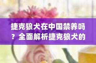 捷克狼犬在中国禁养吗？全面解析捷克狼犬的饲养规定