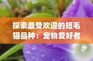 探索最受欢迎的短毛猫品种：宠物爱好者的完美选择