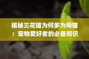 揭秘三花猫为何多为母猫：宠物爱好者的必备知识