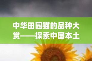 中华田园猫的品种大赏——探索中国本土家猫的魅力