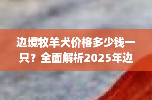 边境牧羊犬价格多少钱一只？全面解析2025年边牧市场行情