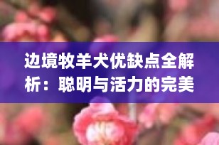 边境牧羊犬优缺点全解析：聪明与活力的完美结合