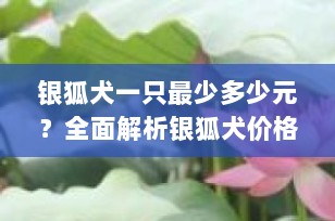 银狐犬一只最少多少元？全面解析银狐犬价格因素