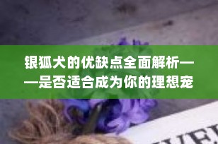 银狐犬的优缺点全面解析——是否适合成为你的理想宠物伴侣？