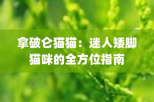 拿破仑猫猫：迷人矮脚猫咪的全方位指南