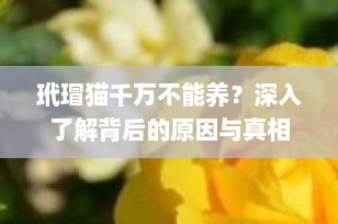 玳瑁猫千万不能养？深入了解背后的原因与真相