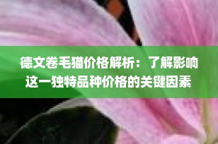 德文卷毛猫价格解析：了解影响这一独特品种价格的关键因素