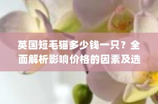 英国短毛猫多少钱一只？全面解析影响价格的因素及选购指南