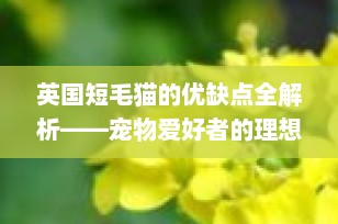 英国短毛猫的优缺点全解析——宠物爱好者的理想伴侣