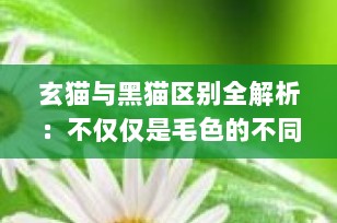 玄猫与黑猫区别全解析：不仅仅是毛色的不同