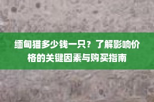 缅甸猫多少钱一只？了解影响价格的关键因素与购买指南