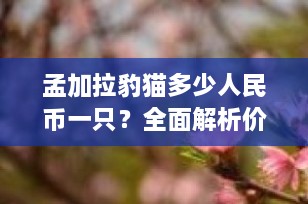 孟加拉豹猫多少人民币一只？全面解析价格因素及购买指南