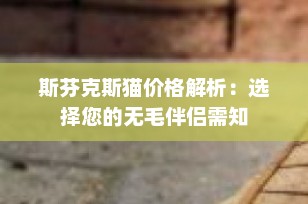 斯芬克斯猫价格解析：选择您的无毛伴侣需知